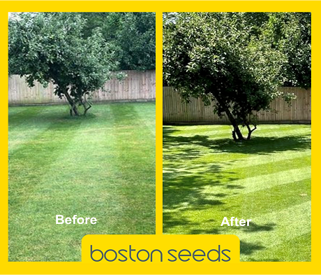 BS Spring & Summer Lawn and Sportsfield Fertiliser 11.5.5